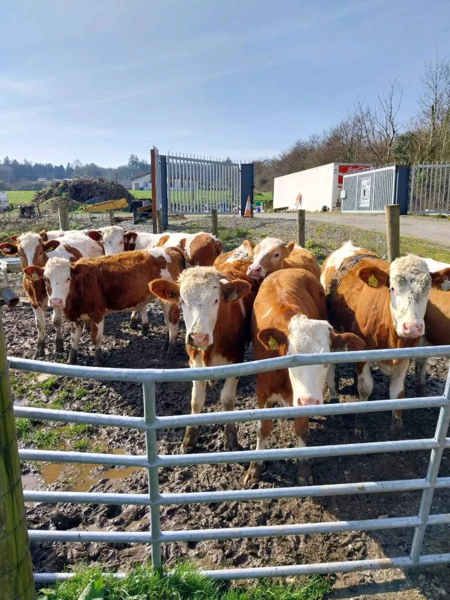Yearling heifers - Image 1