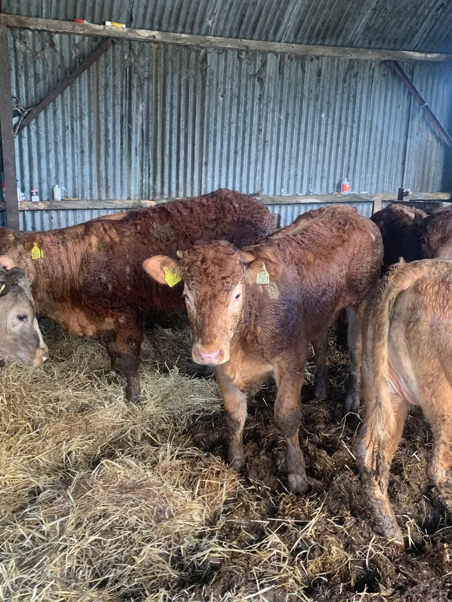 5 Super heifers for sale - Image 2