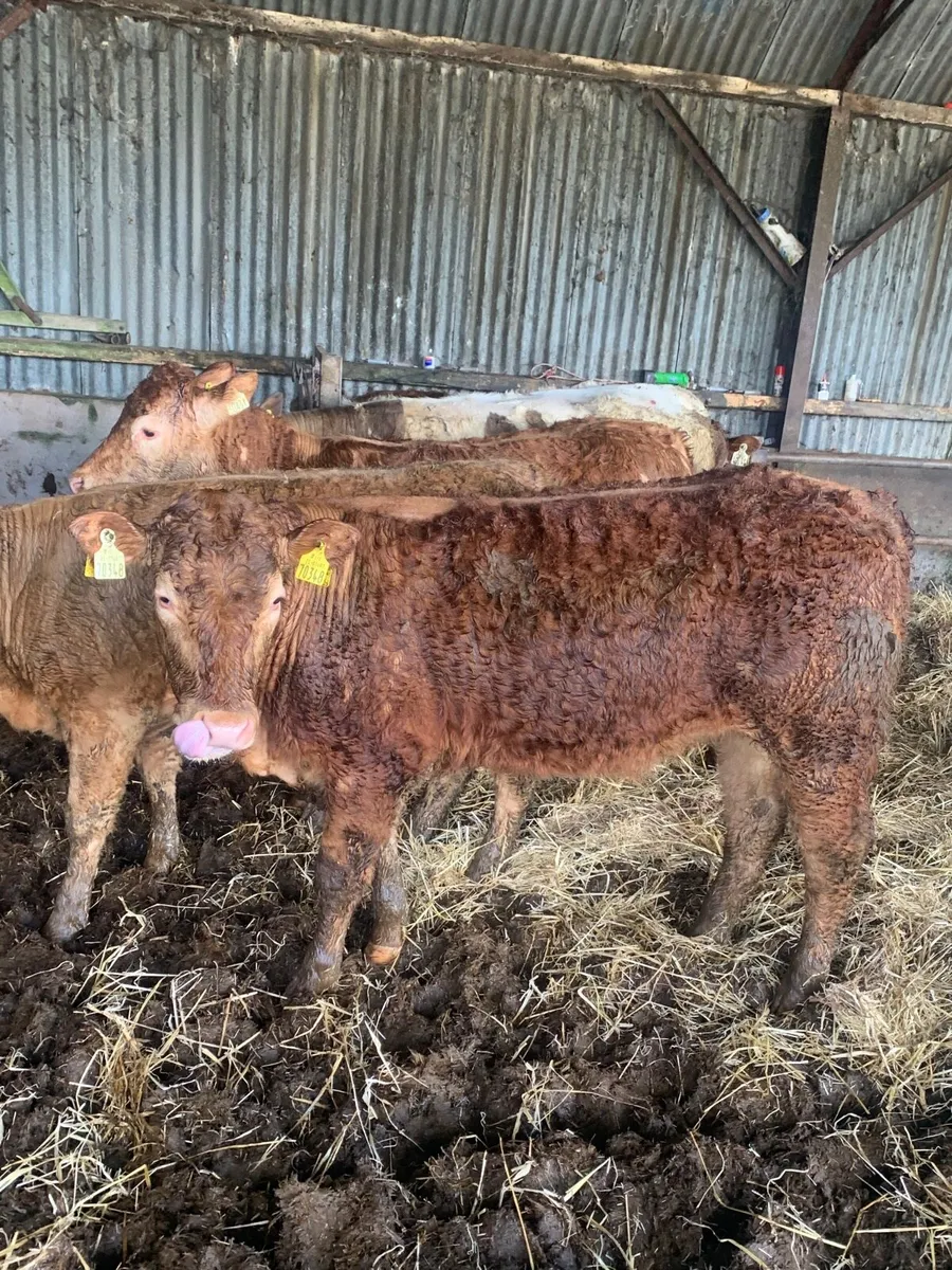 5 Super heifers for sale - Image 3
