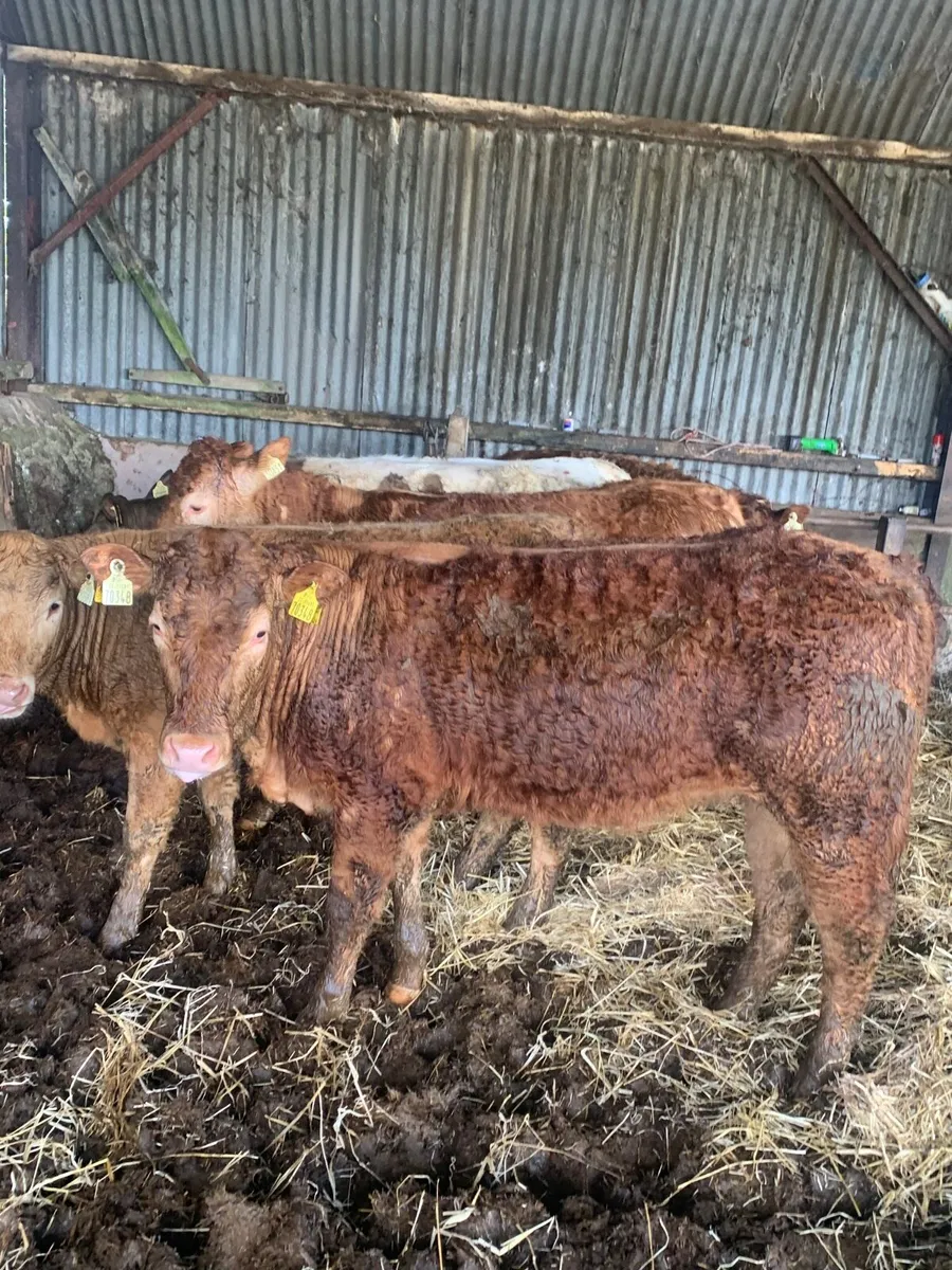 5 Super heifers for sale - Image 4