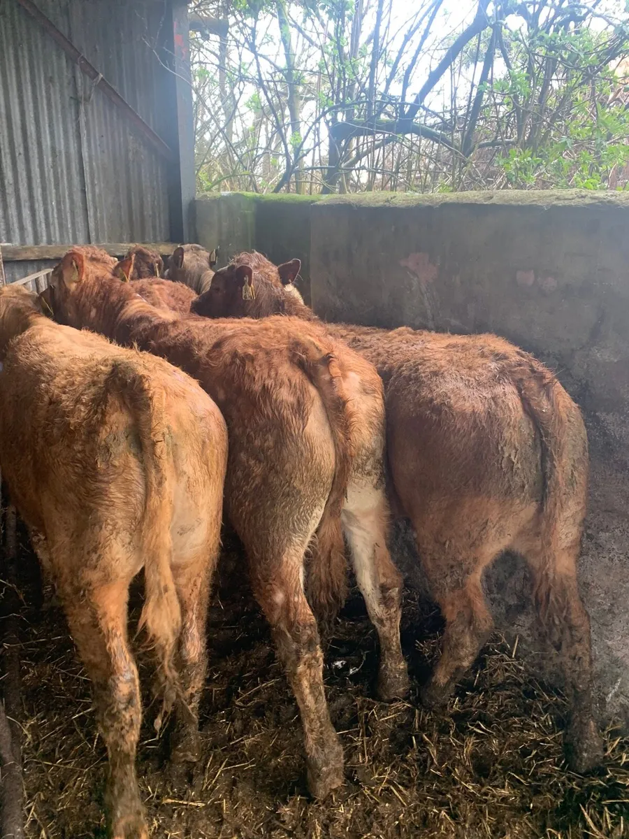5 Super heifers for sale - Image 1