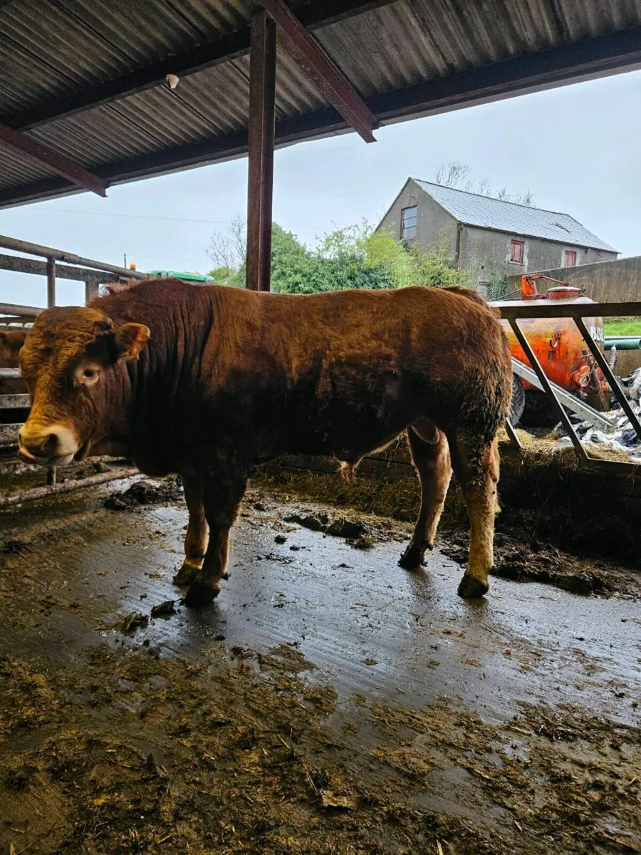 Pedigree limousin bulls - Image 1