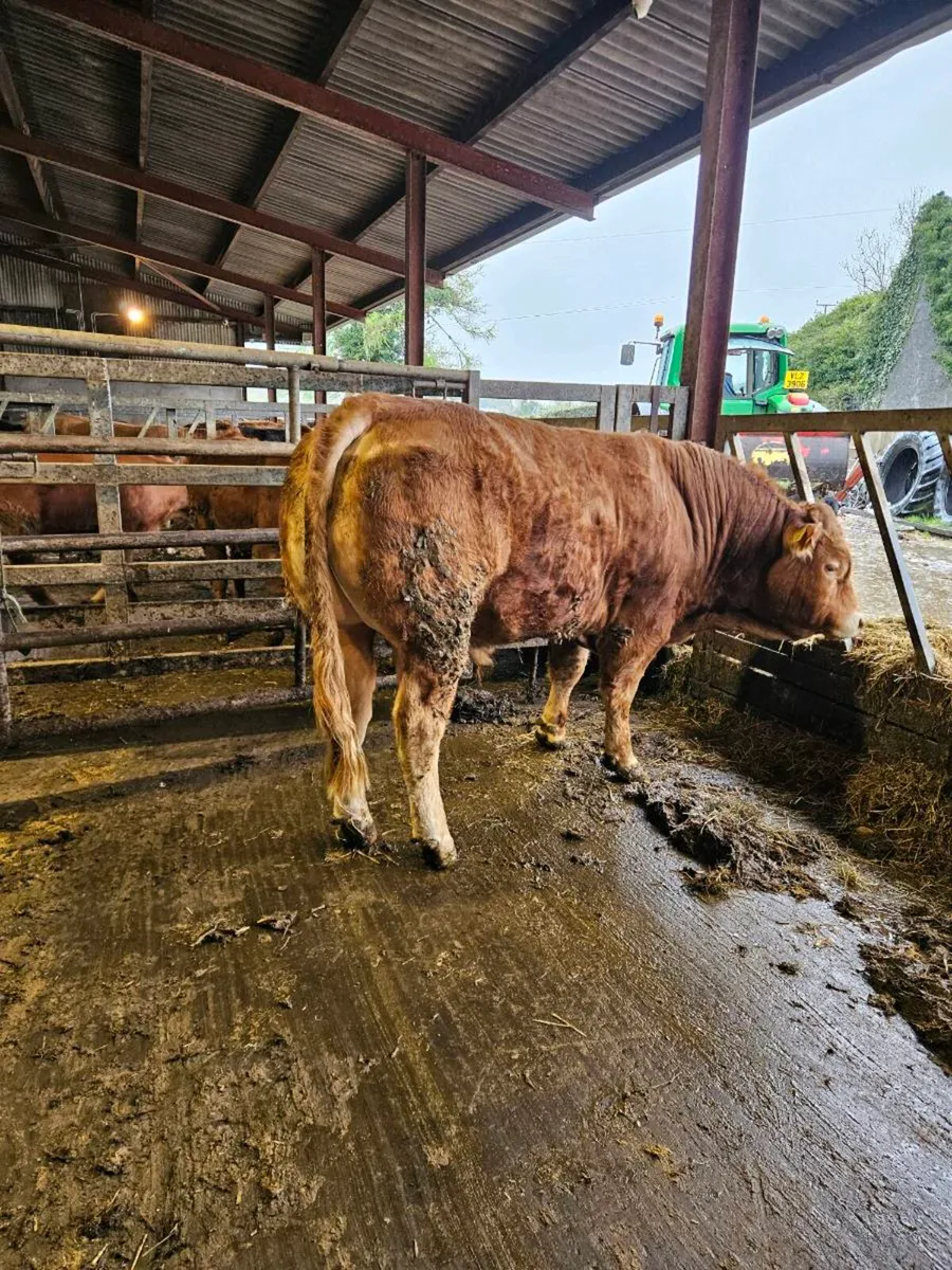 Pedigree limousin bulls - Image 3