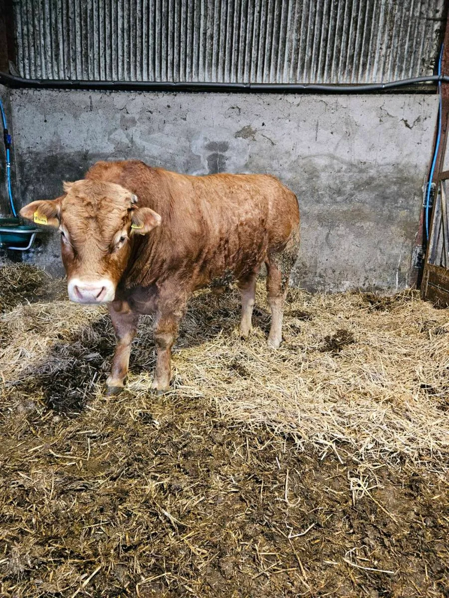Pedigree limousin bulls - Image 2