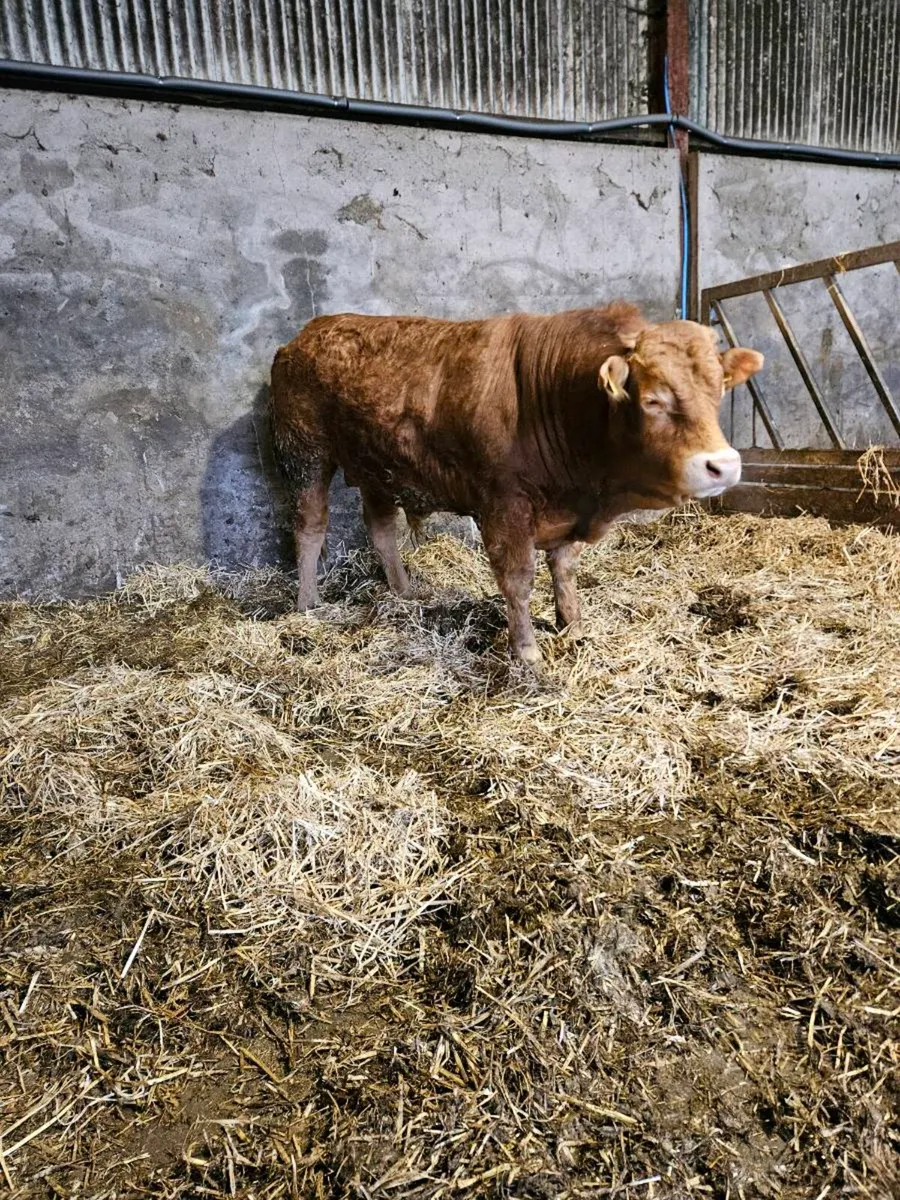Pedigree limousin bulls - Image 4