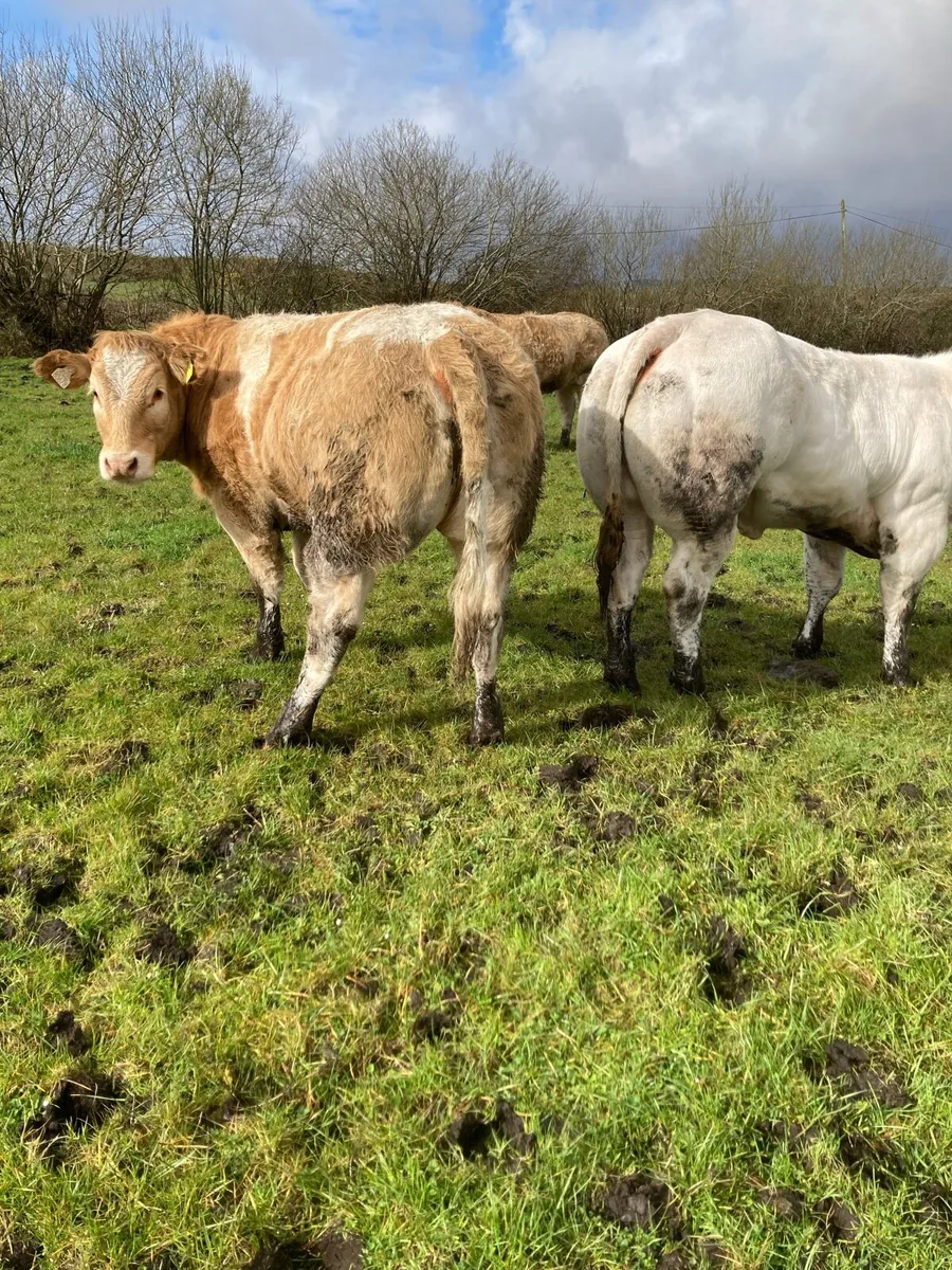 Heifers - Image 1