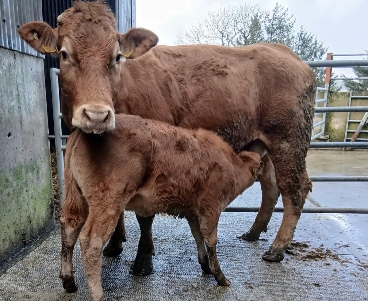 Limosine cow & calf - Image 2