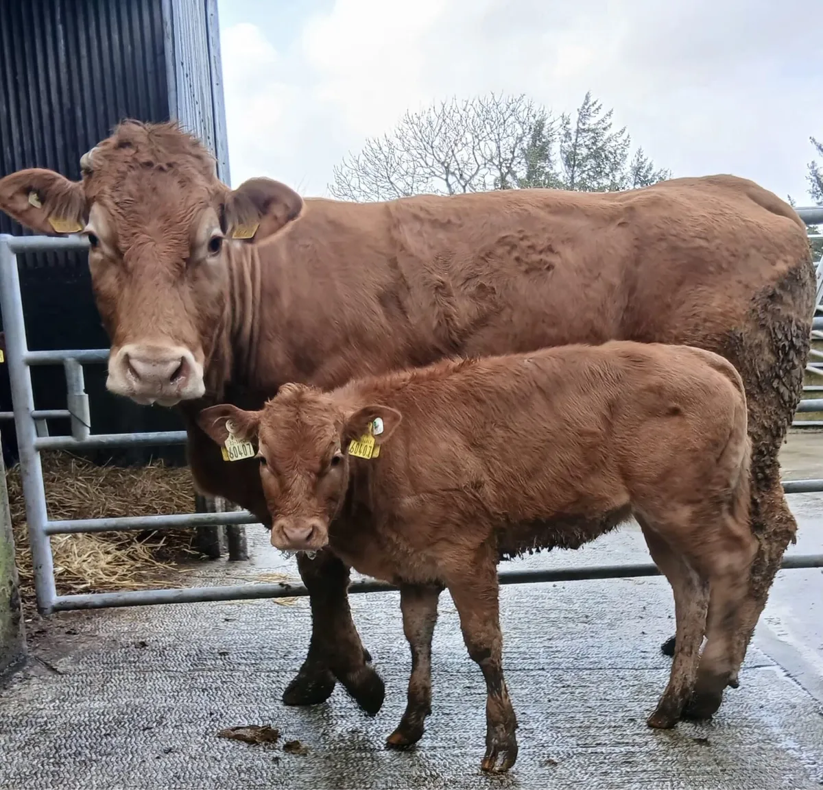 Limosine cow & calf - Image 3