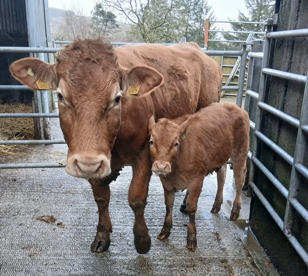 Limosine cow & calf - Image 1