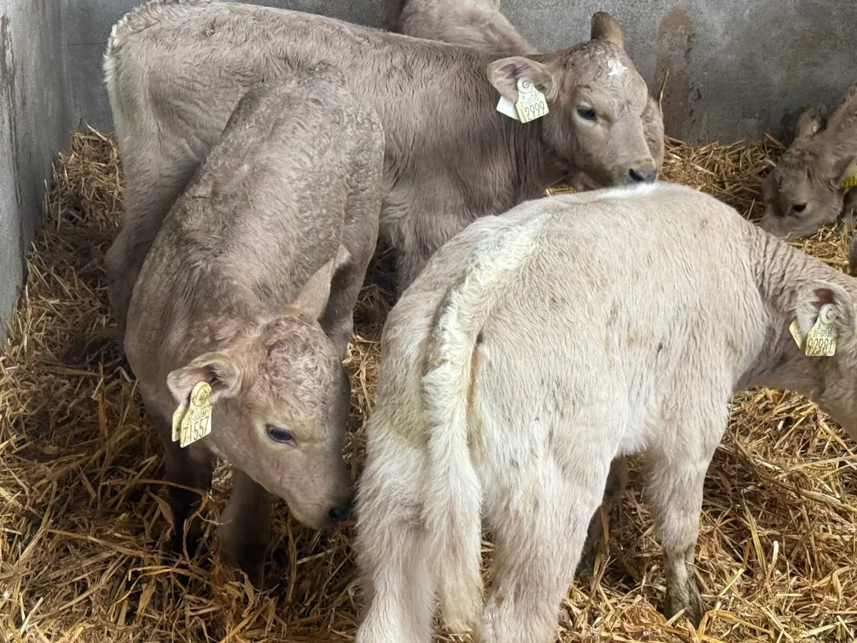10 SUPER CHARLAOIS HEIFER CALVES 4/5 WEEKS - Image 4