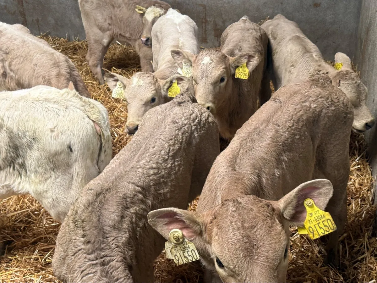 10 SUPER CHARLAOIS HEIFER CALVES 4/5 WEEKS - Image 2