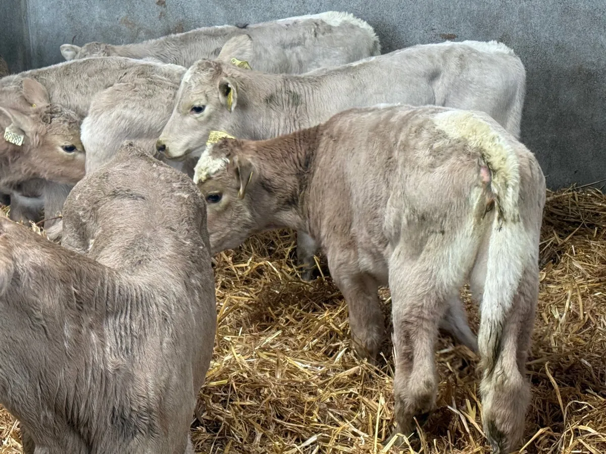 10 SUPER CHARLAOIS HEIFER CALVES 4/5 WEEKS - Image 3