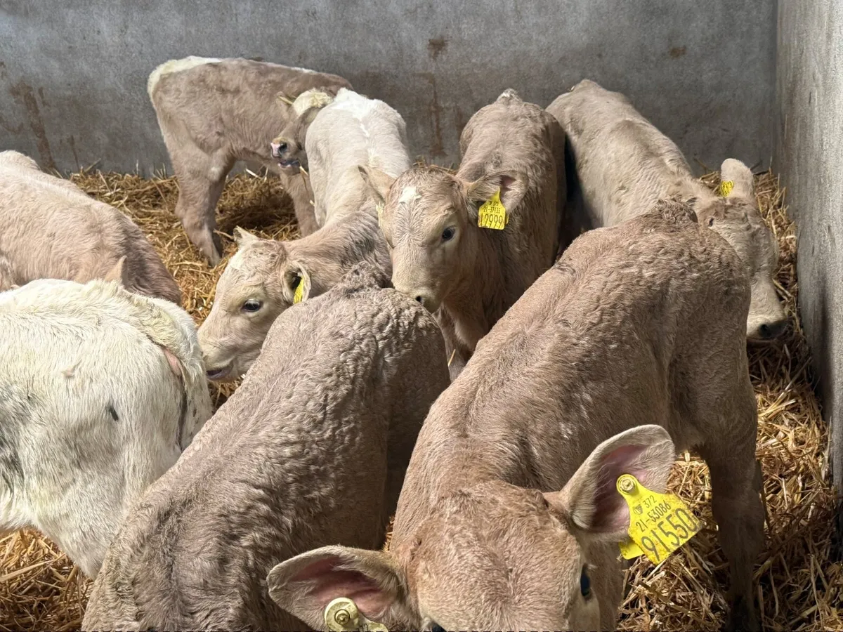 10 SUPER CHARLAOIS HEIFER CALVES 4/5 WEEKS - Image 1