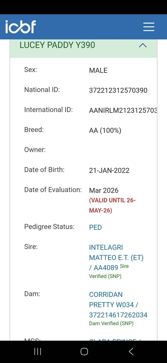 Angus Bull - Image 2