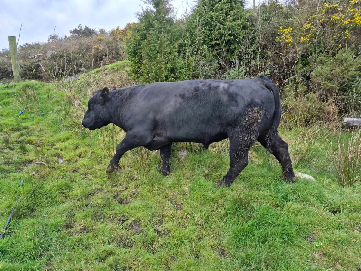 Angus Bull - Image 1