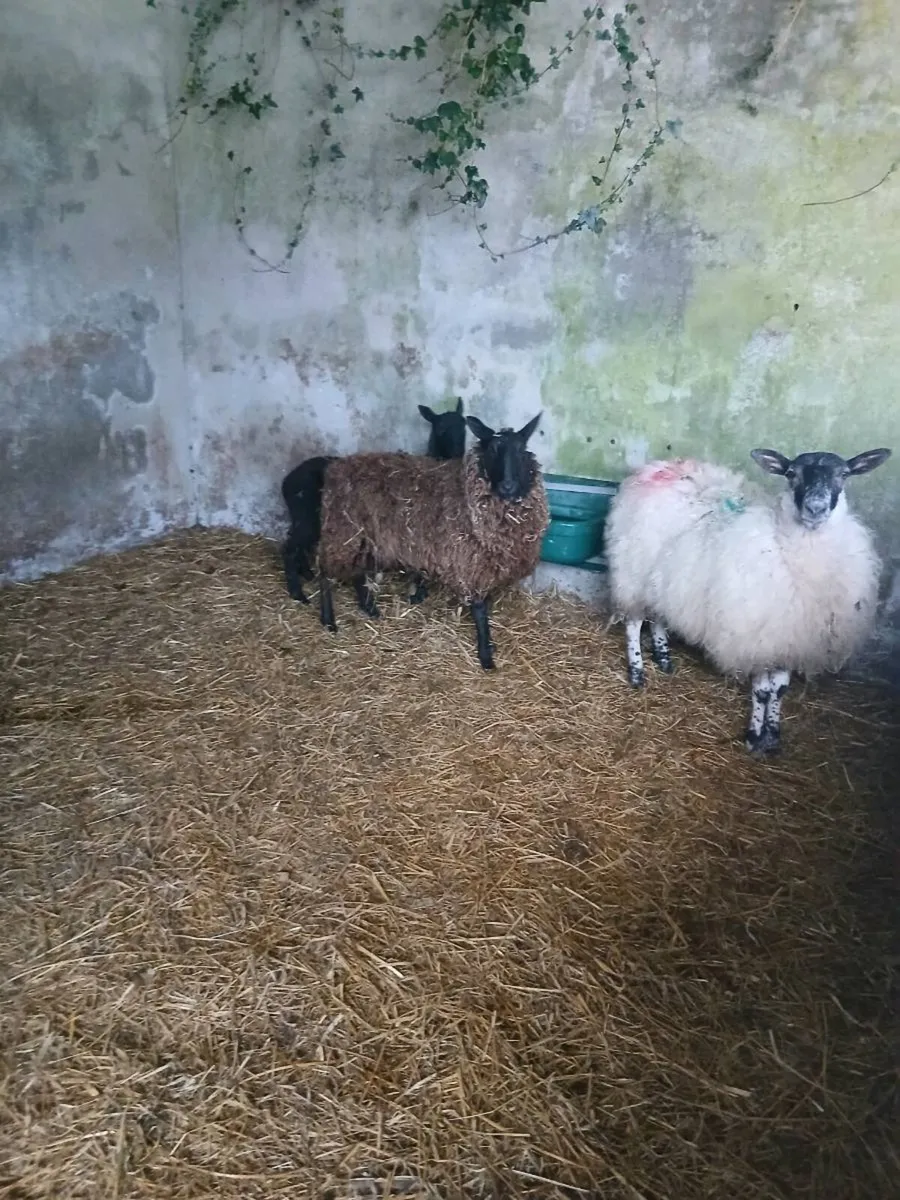 3 ORGANIC ewe hoggets - Image 1
