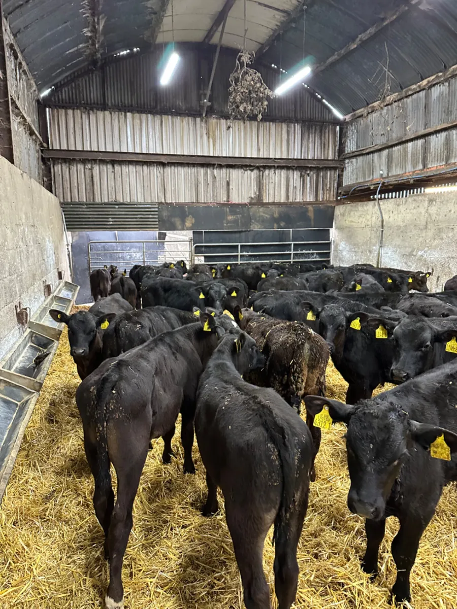 Angus bulls - Image 1