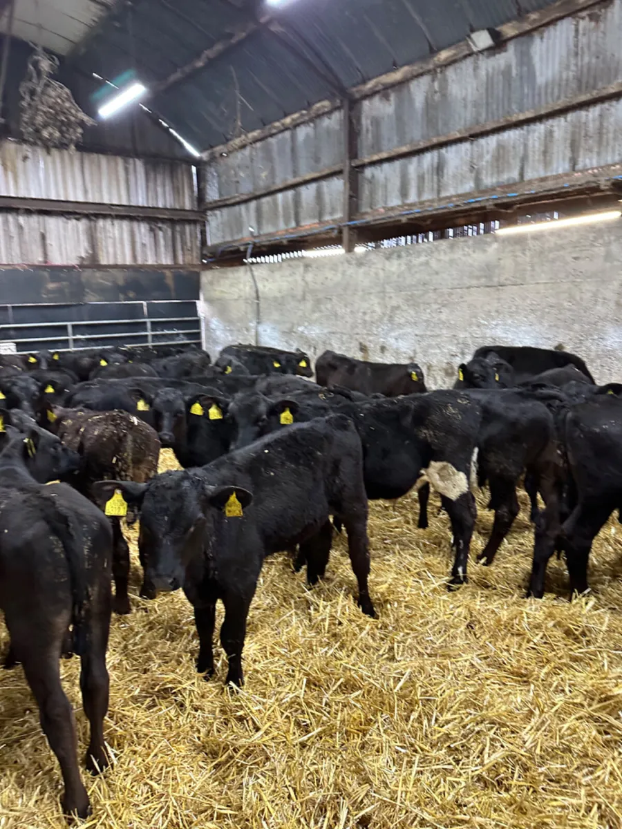 Angus bulls - Image 2