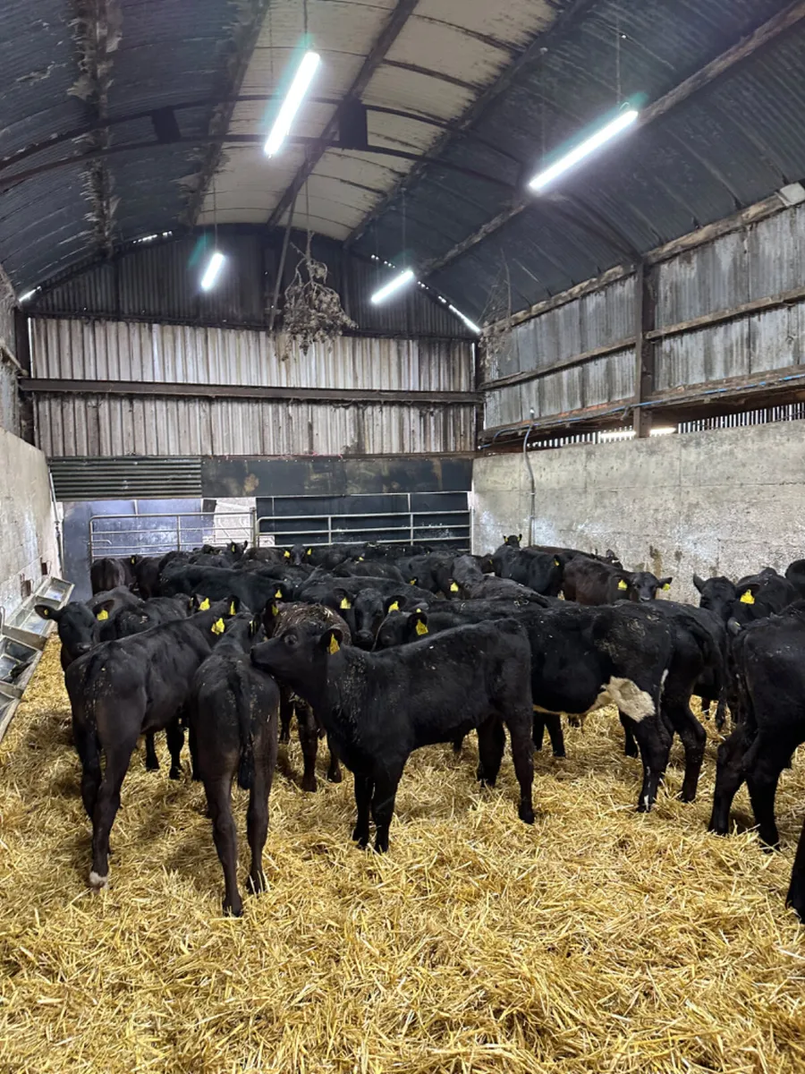 Angus bulls - Image 4