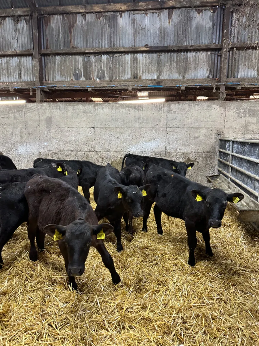 Angus bulls - Image 3