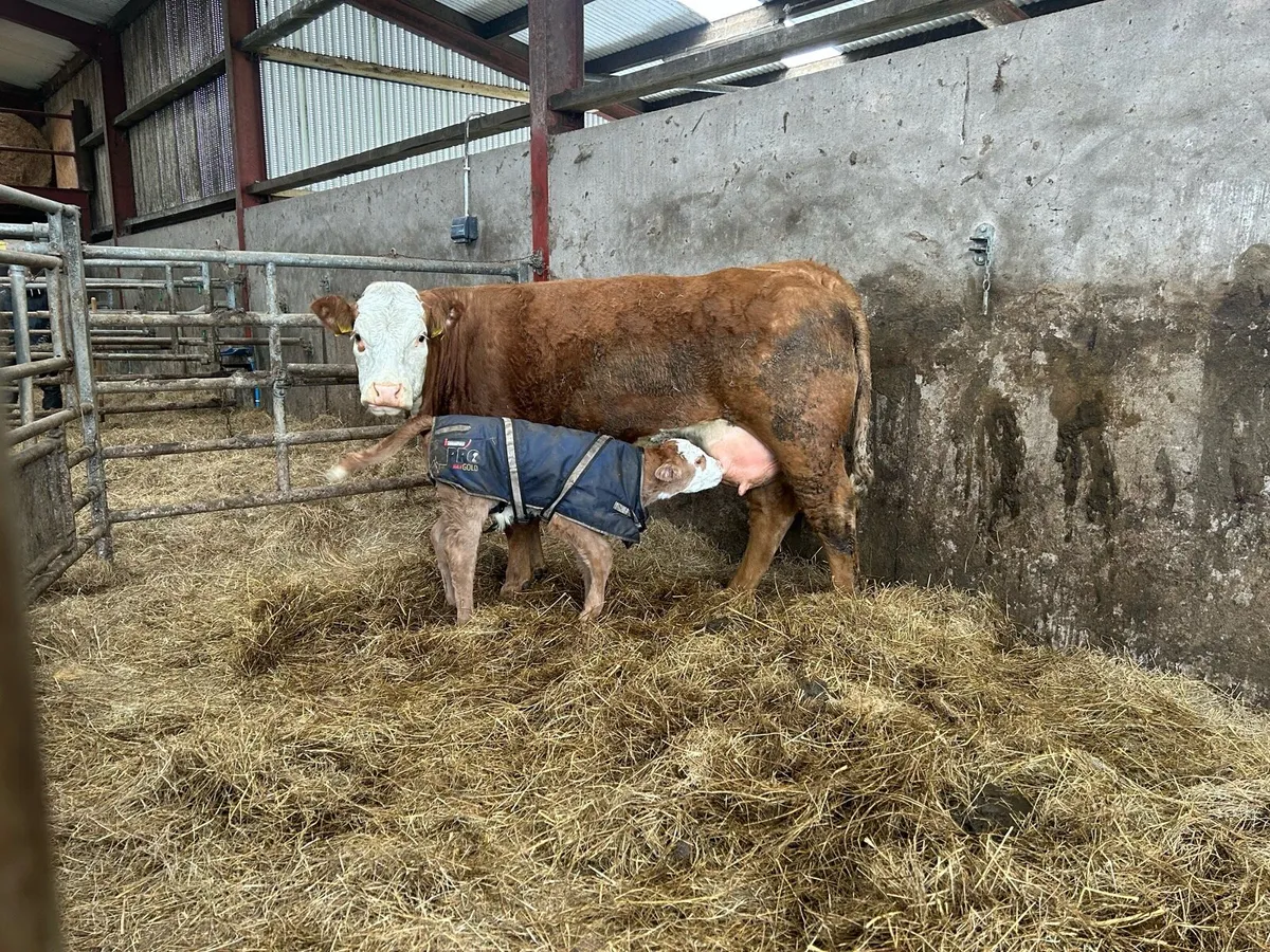 Springing  heifers - Image 1