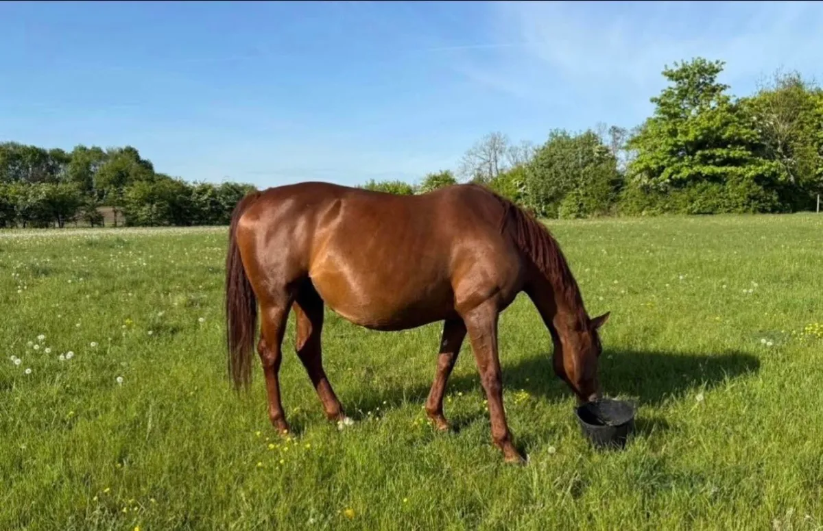 Showjumping Broodmare - Image 1