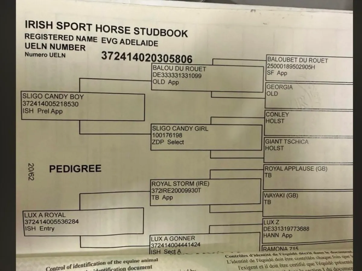 Showjumping Broodmare - Image 2