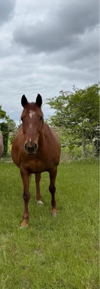 Showjumping Broodmare - Image 3