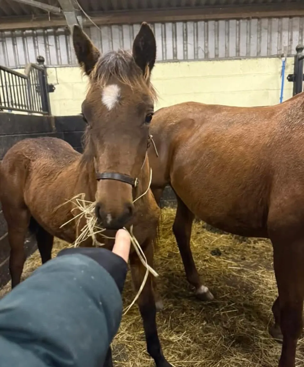 Showjumping Broodmare - Image 4