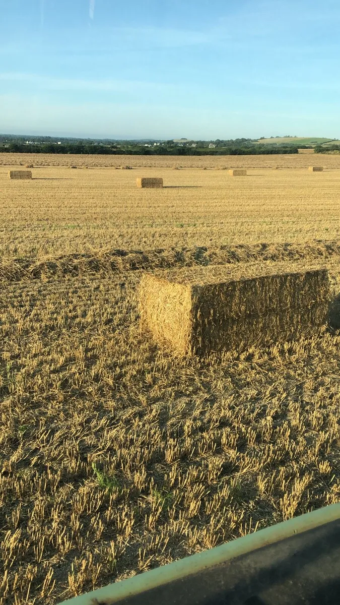 Barley straw - Image 1