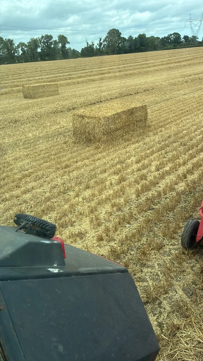 Barley straw - Image 2