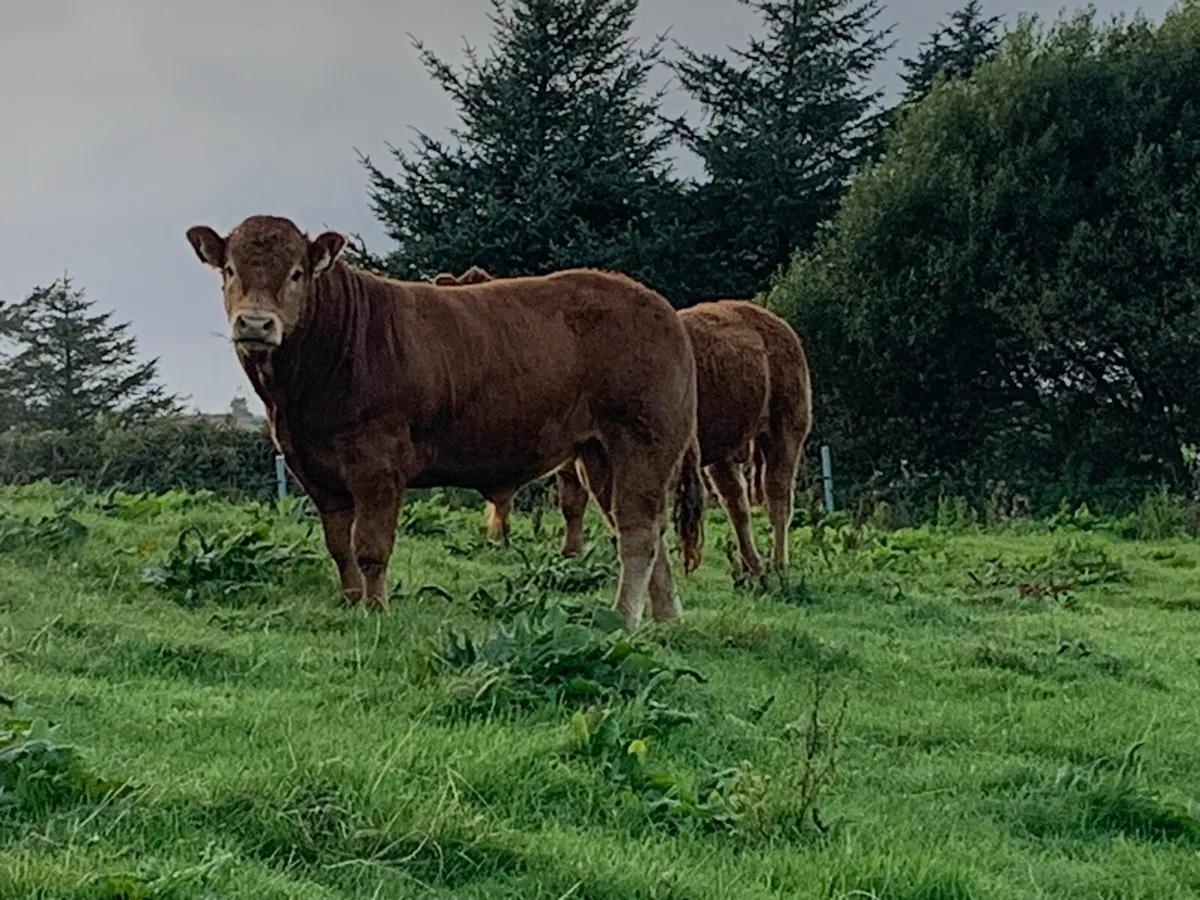 Pedigree registered limousin bull - Image 1