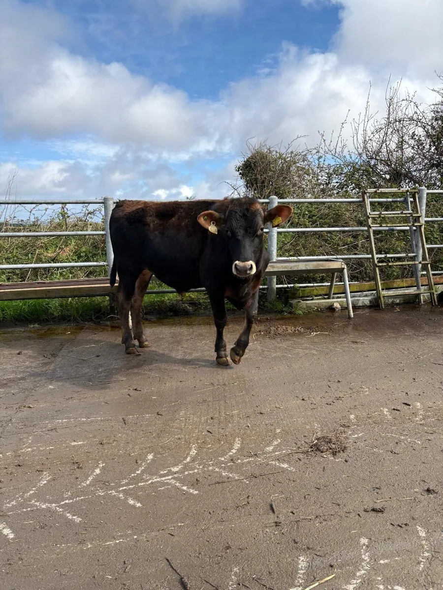 Jersey bull - Image 2
