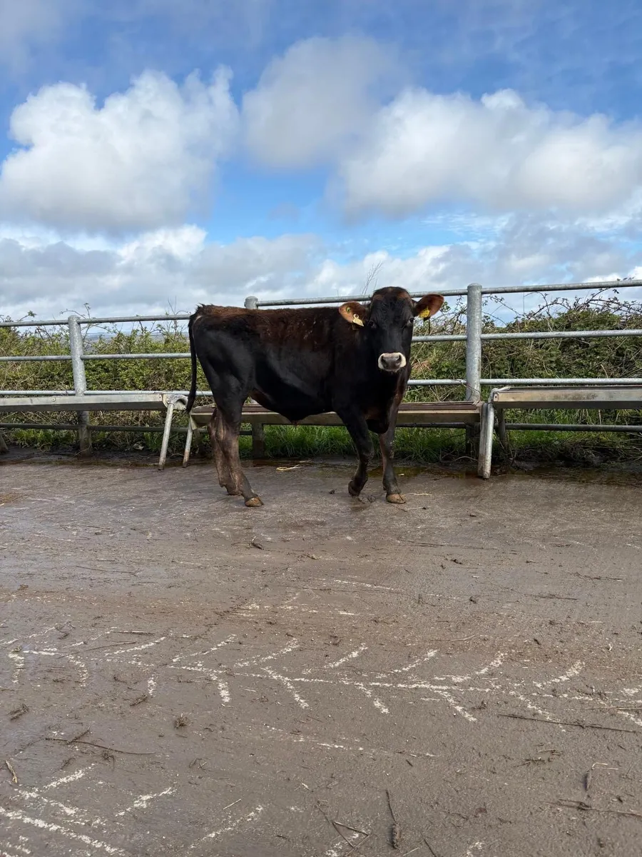 Jersey bull - Image 3