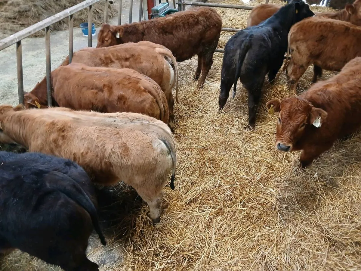 10 Top quailty U and R grade Heifer's for sale - Image 2