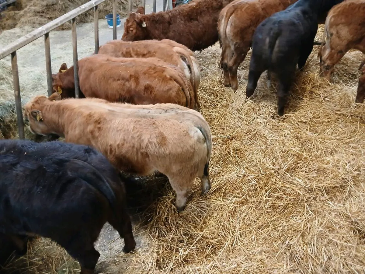 10 Top quailty U and R grade Heifer's for sale - Image 4