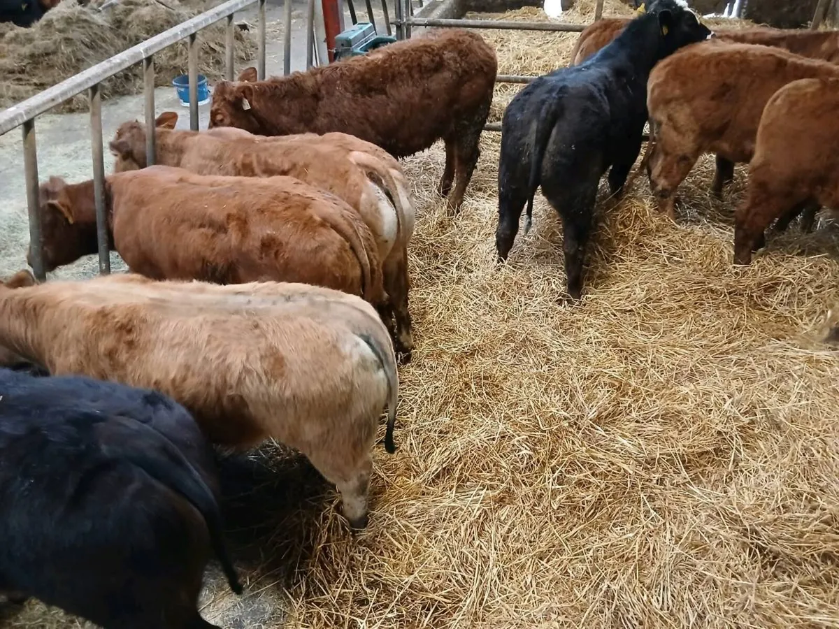 10 Top quailty U and R grade Heifer's for sale - Image 3