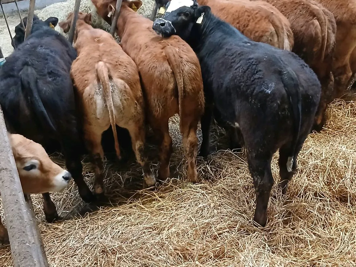 10 Top quailty U and R grade Heifer's for sale - Image 1