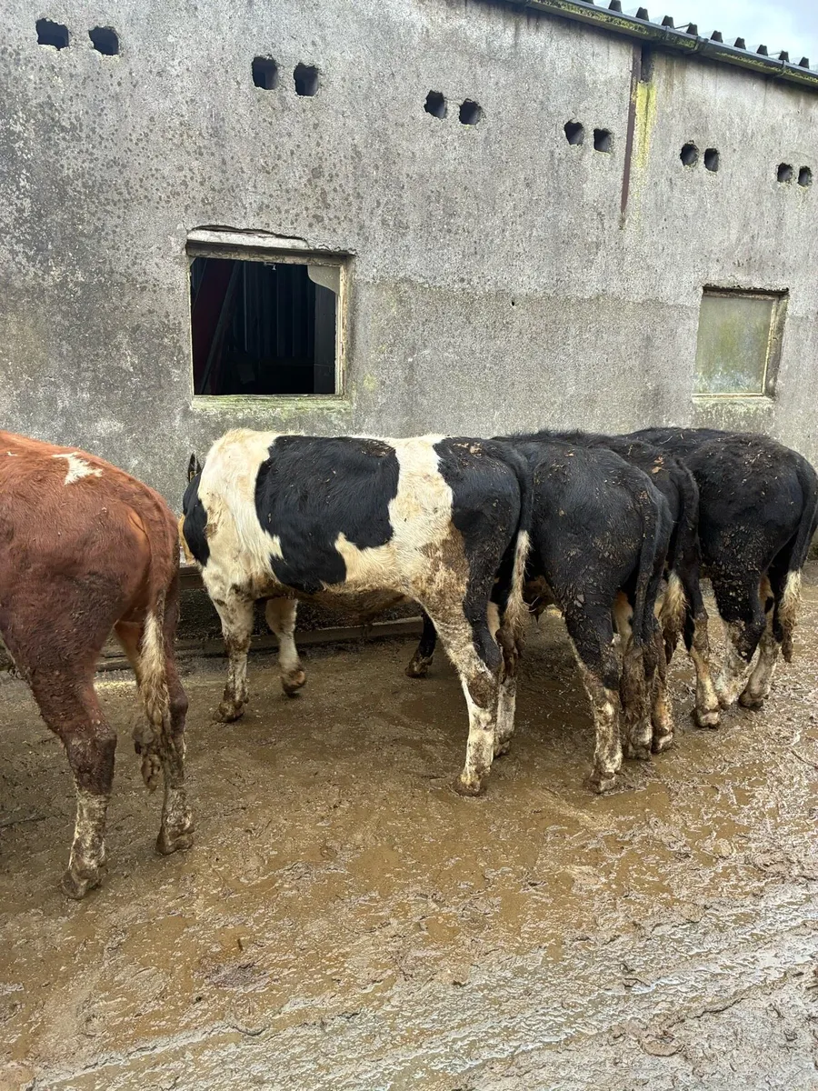 12 Hereford yearling bullocks - Image 2
