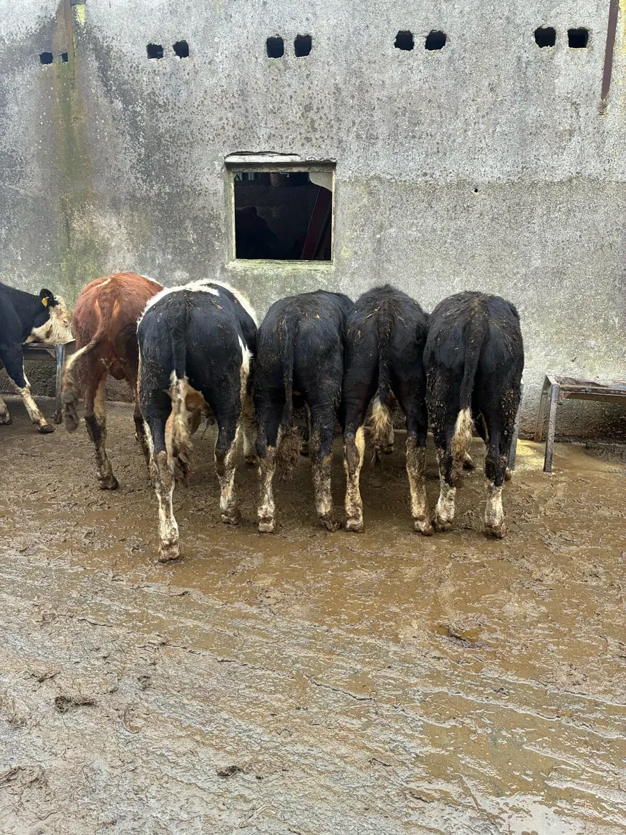 12 Hereford yearling bullocks - Image 3