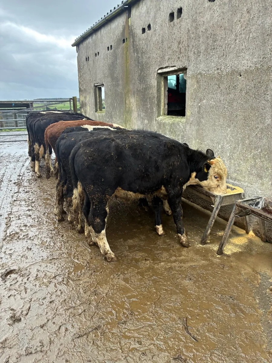 12 Hereford yearling bullocks - Image 4