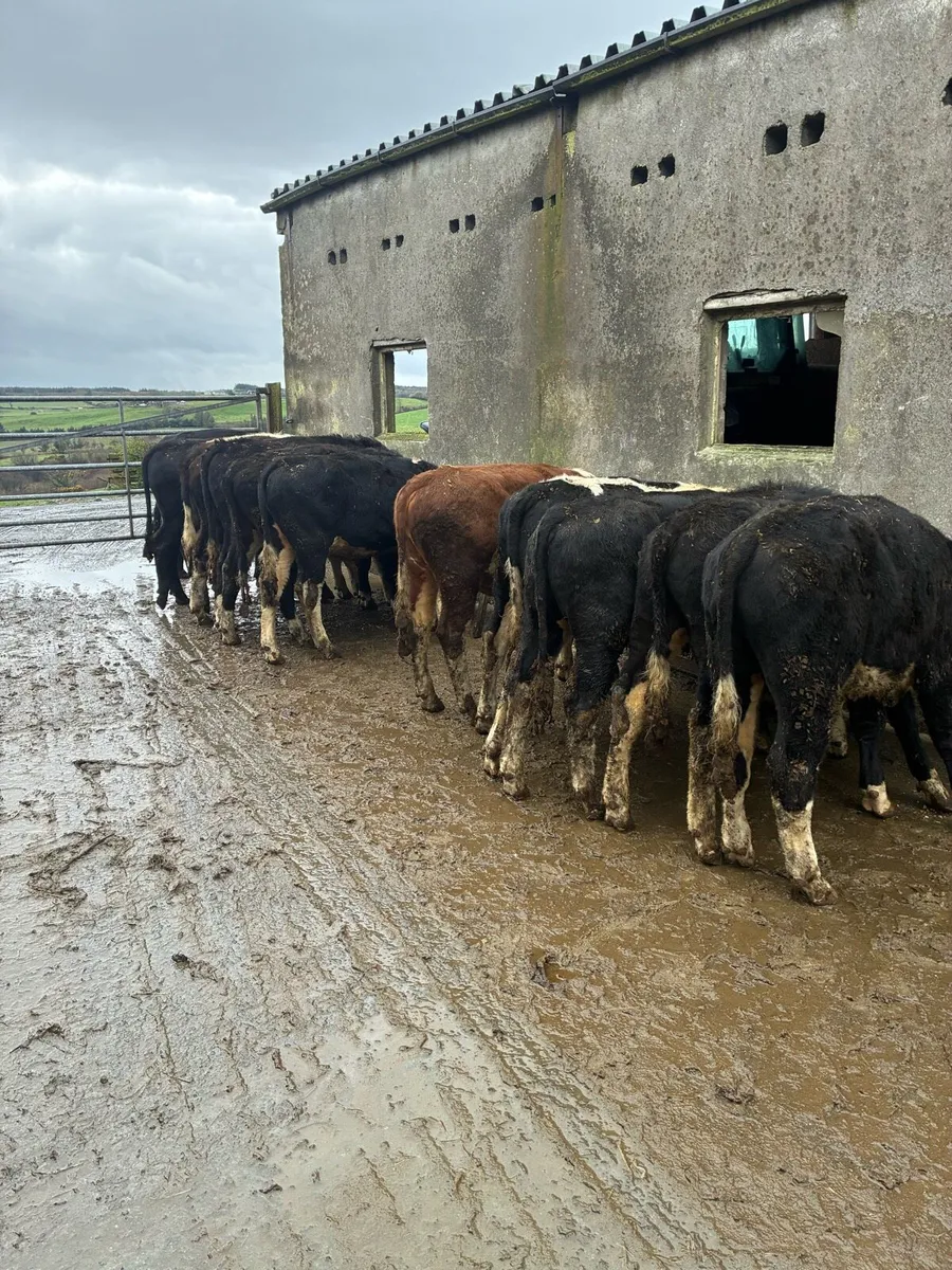 12 Hereford yearling bullocks - Image 1