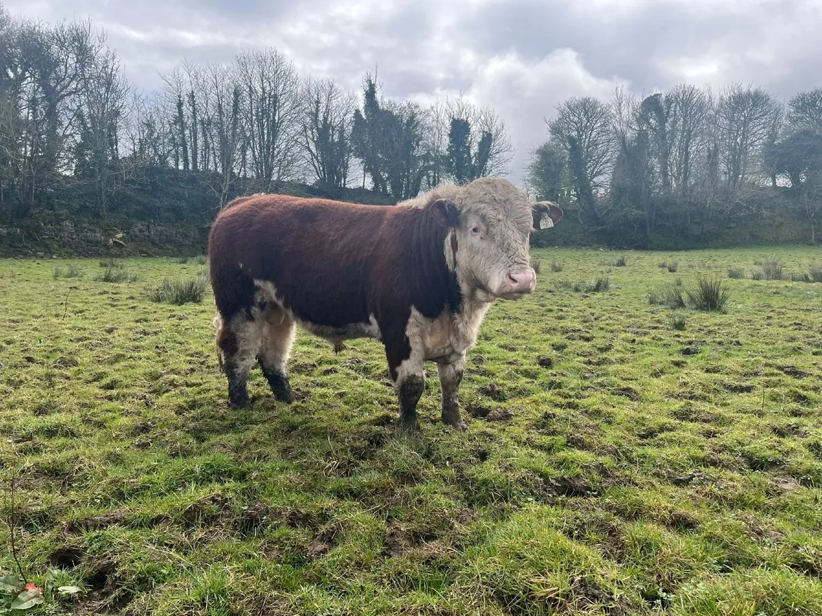 Hereford Bulls for sale - Image 1