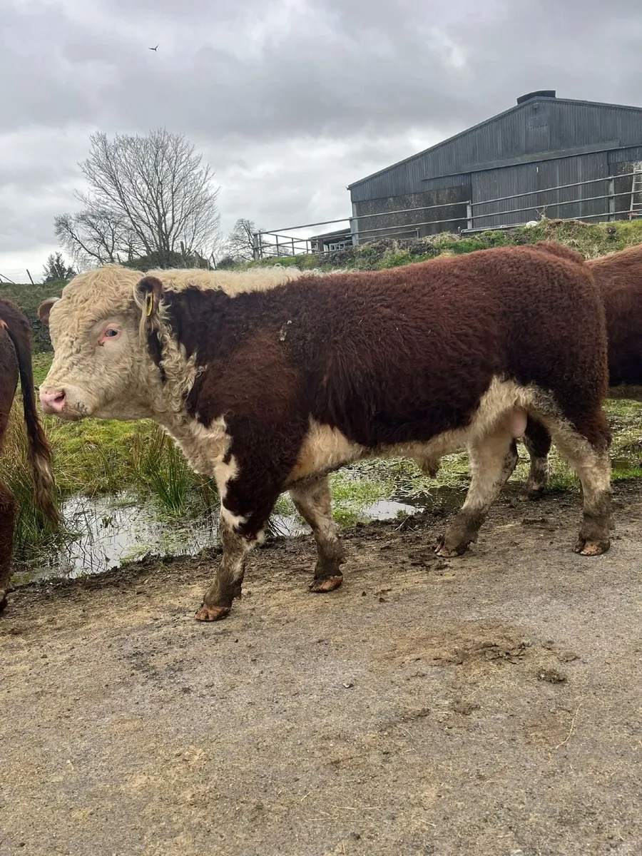 Hereford Bulls for sale - Image 2