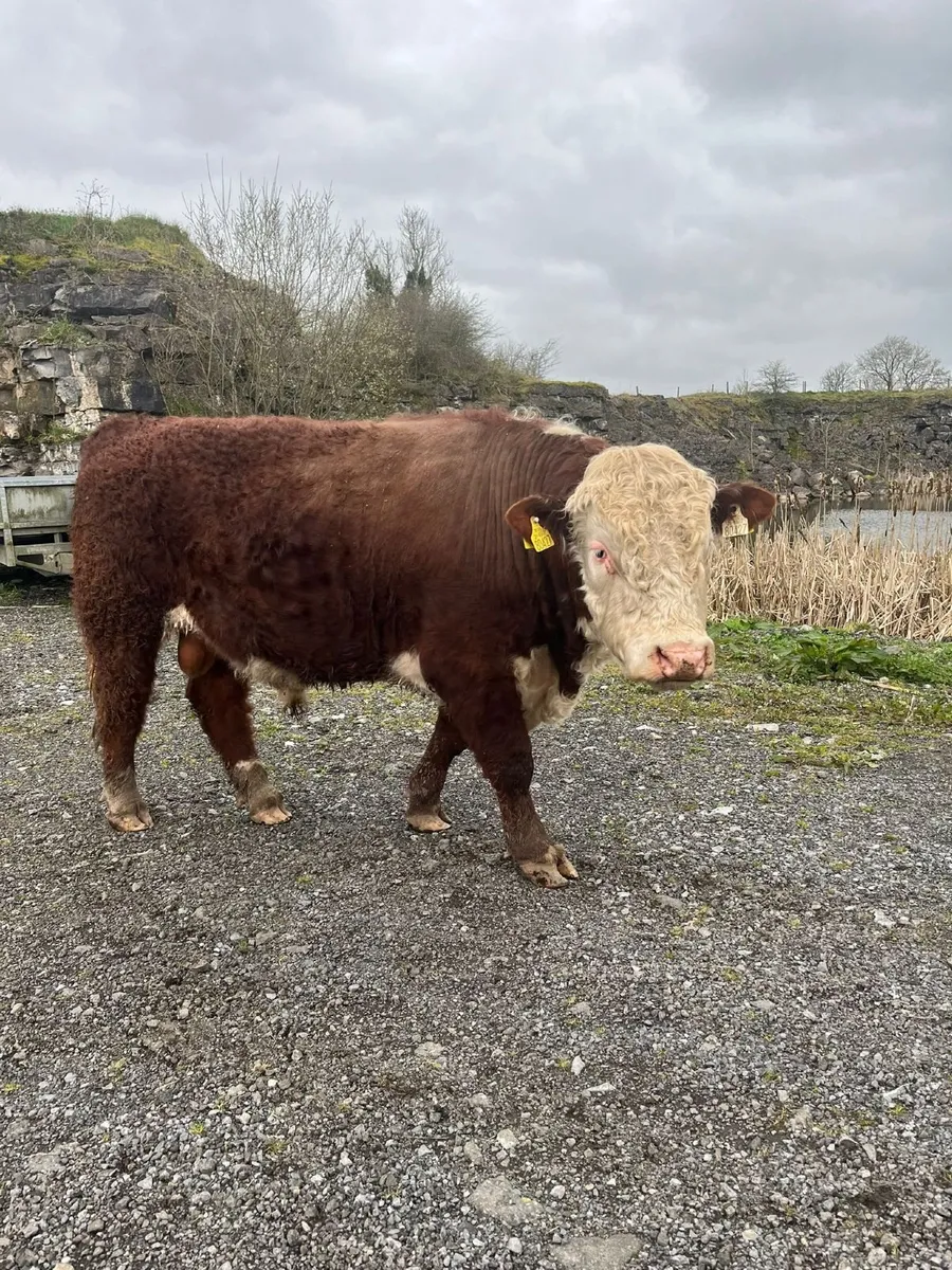 Hereford Bulls for sale - Image 3