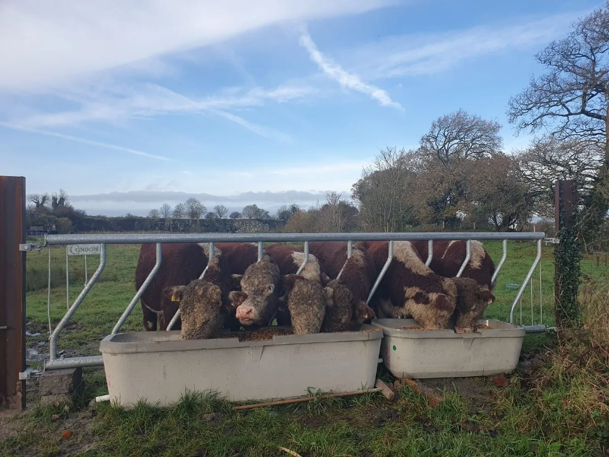 Hereford Bulls for sale - Image 4
