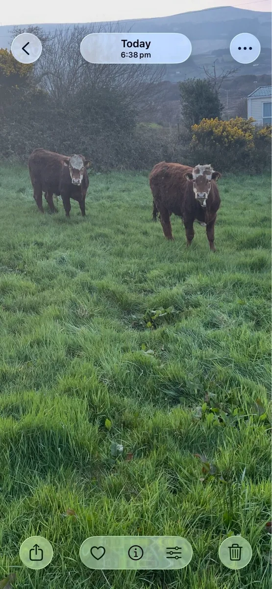 Organic weanling cattle - Image 2