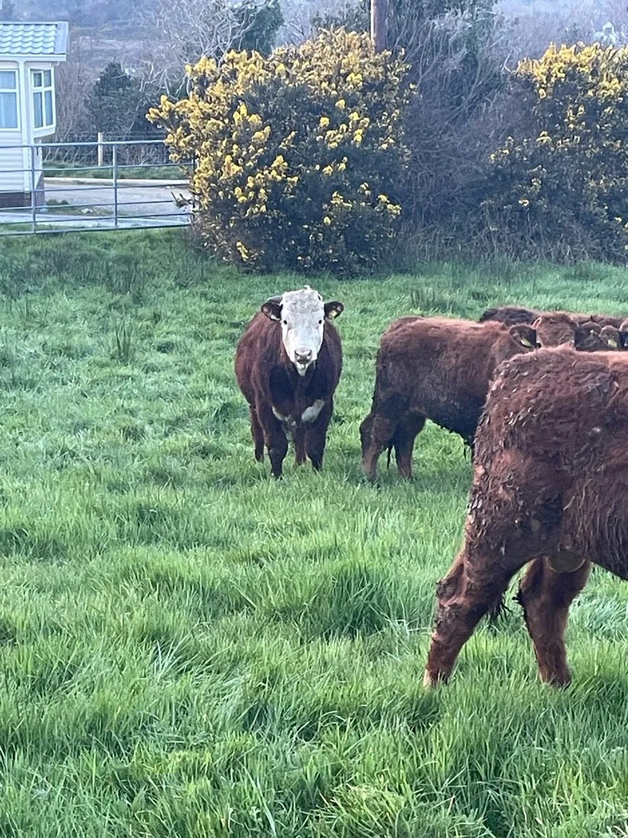 Organic weanling cattle - Image 1