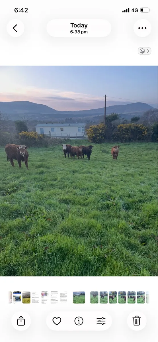 Organic weanling cattle - Image 3