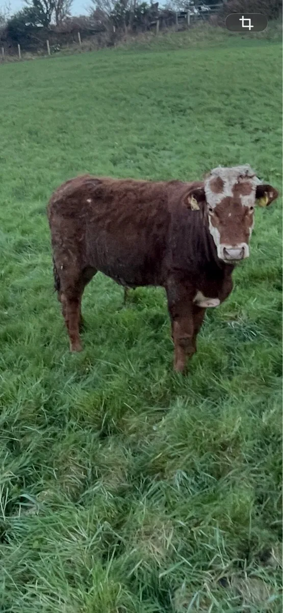 Organic weanling cattle - Image 4